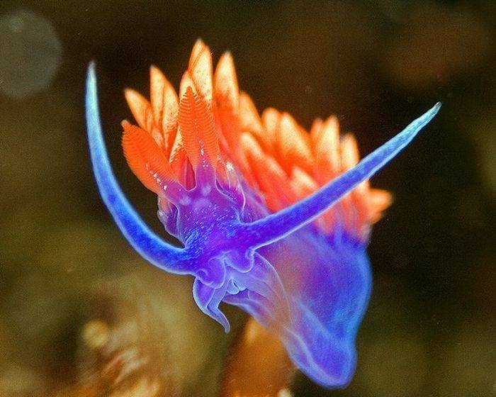 Красоты подводного мира (38 фото)