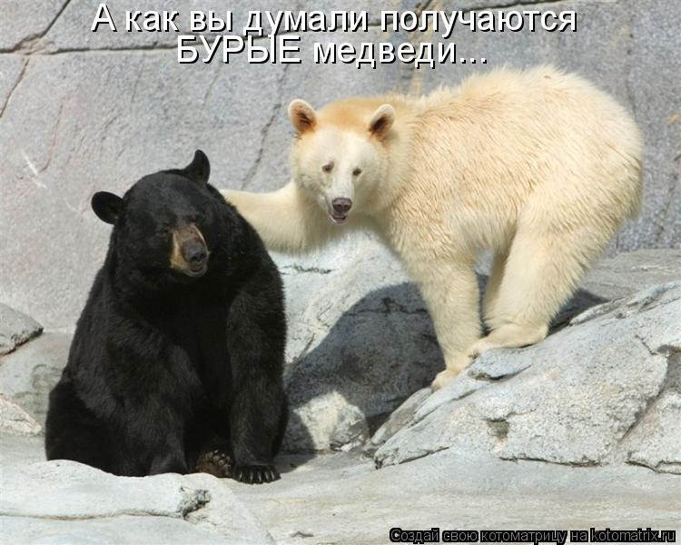 Котоматрица: А как вы думали получаются БУРЫЕ медведи...